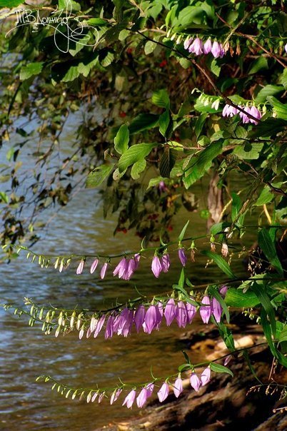 Фотовиставка Тетяни Должко